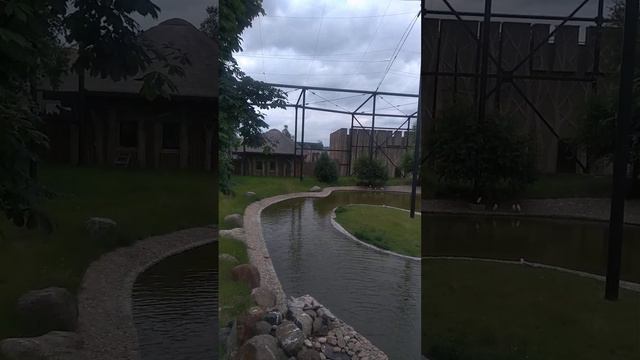 11.06.23. Розовый фламинго. смотреть онлайн