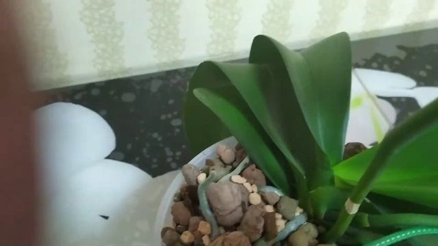 Красавец Дикий Кот смотреть онлайн