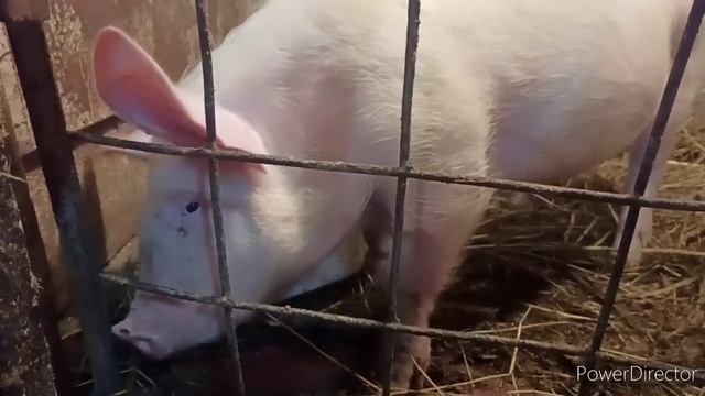 И ПОЧЕМУ Я РАНЬШЕ НЕ ЗАВЕЛА ПОРОСЁНКА?! СТОЛЬКО СЫВОРОТКИ В ЗЕМЛЮ? смотреть онлайн