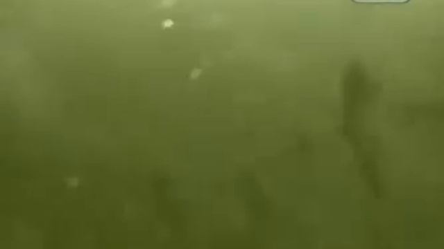 'Тайна озера Бросно'. Тверская область / 'Mystery Lake Brosno ' Tver Region