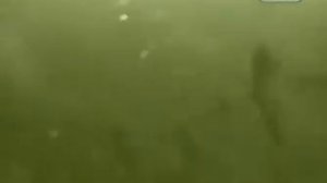 'Тайна озера Бросно'. Тверская область / 'Mystery Lake Brosno ' Tver region