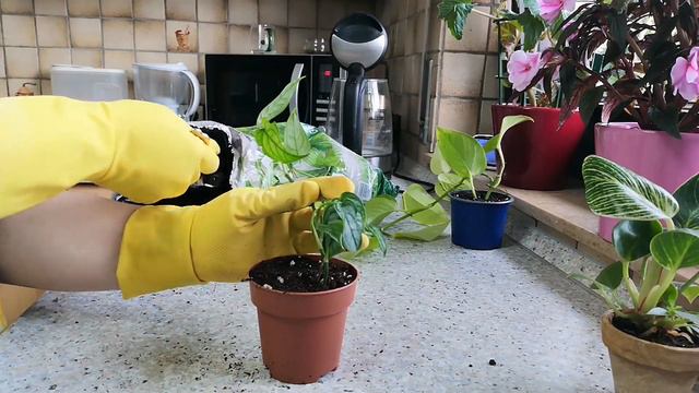 ПЕРЕСАЖИВАЮ РАСТЕНИЯ ИЗ ПОСЫЛКИ /ЦВЕТЫ /КОМНАТНЫЕ РАСТЕНИЯ / смотреть онлайн