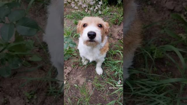 #Дея #джекрассел #джекрасселтерьер #уменяестьсобака🐶 #собака смотреть онлайн