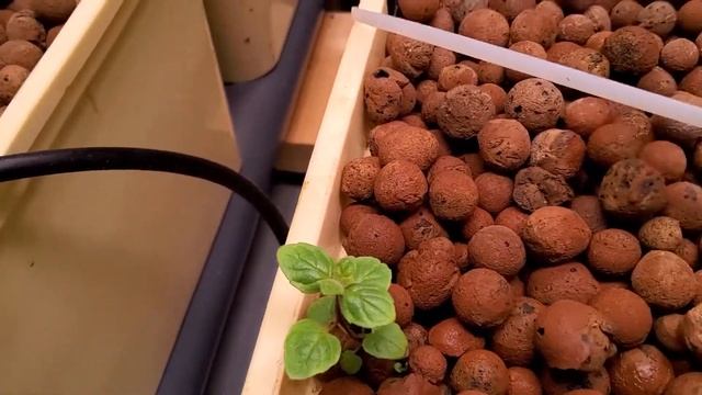 Растения в аквапонике и земле (3-я серия) смотреть онлайн