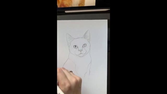 Рисуем рыжего кота маркерами SKETCHMARKER смотреть онлайн