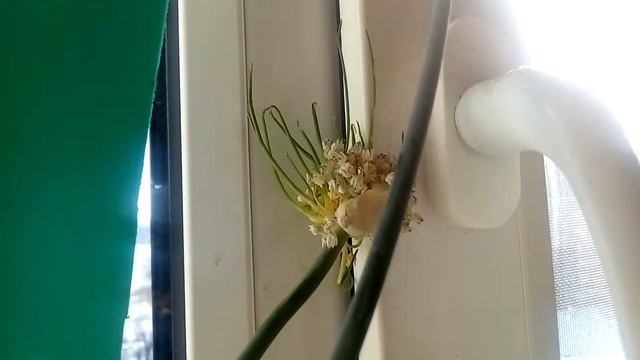 Лук порей дал ростки из цветоноса смотреть онлайн