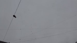 Голуби г.Мариуполь. Драгнев Владимир