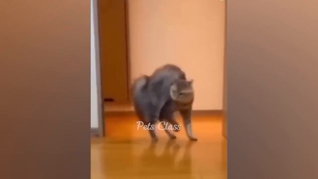 Best Funny Animals 2023 ? Funniest Dogs and Cats ?? Part 39 смотреть онлайн
