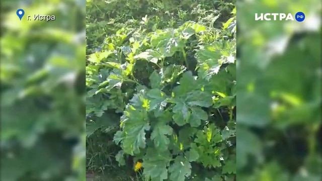 Борщевик наступает