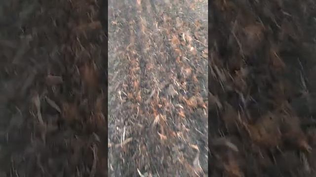 Стернифаг + КАС-32 + Раундап экстра смотреть онлайн