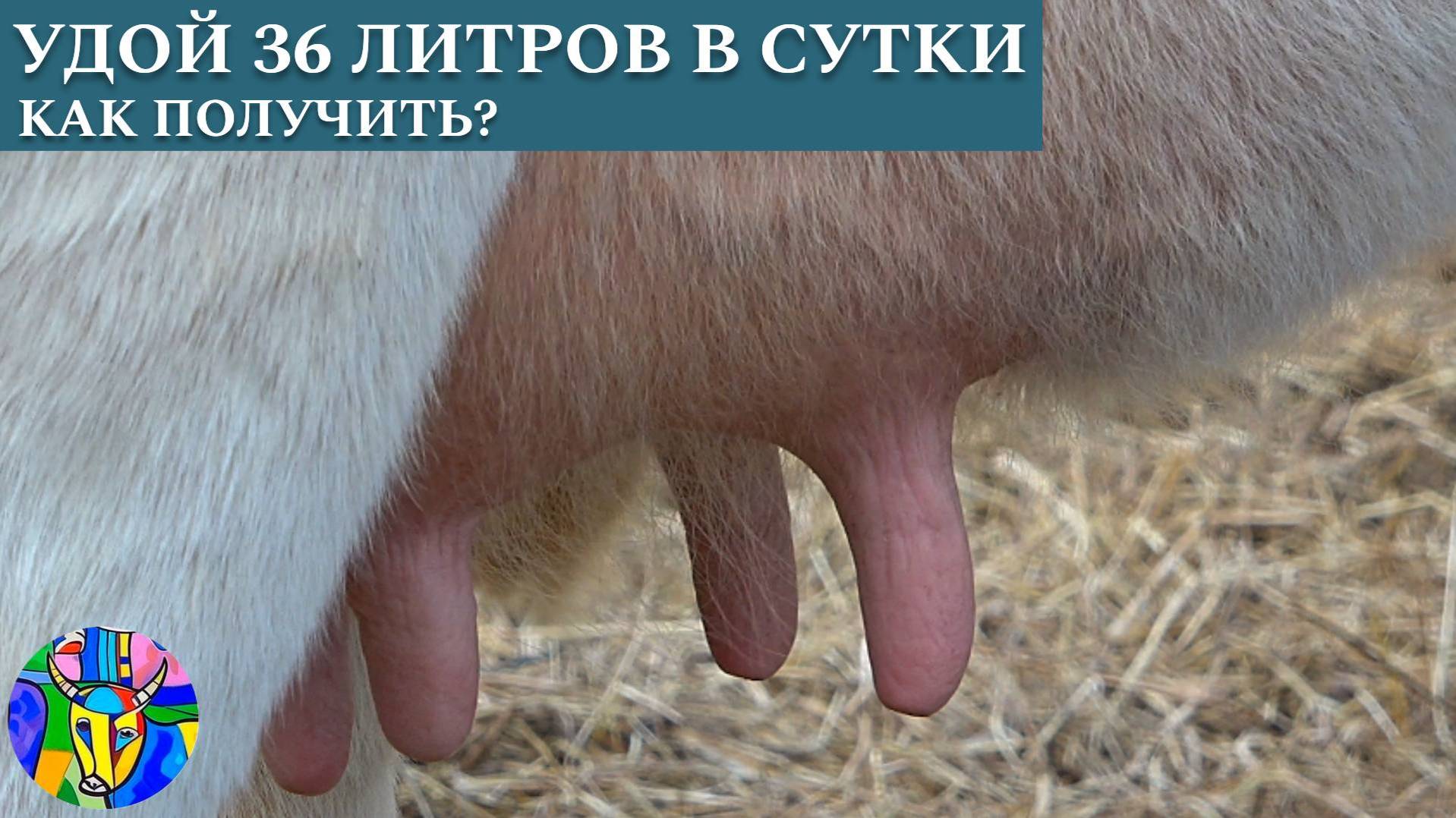 Секреты высоких удоев на ферме Юлии Яваевой смотреть онлайн