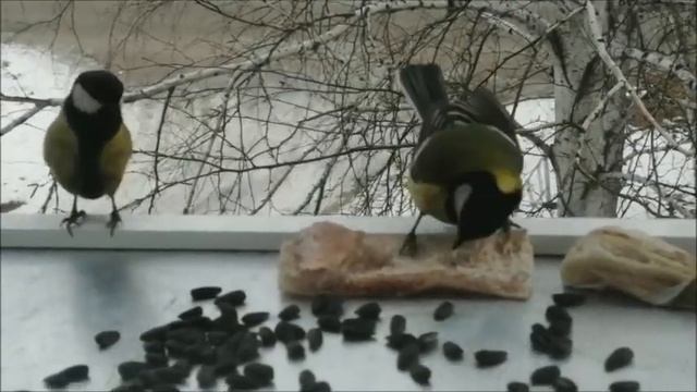 Бабкины семечки.))) смотреть онлайн