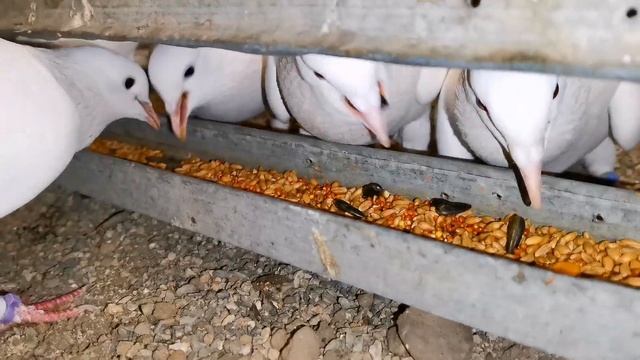 Добавил новое масло в рацион голубям. Added new oil to pigeons' diet смотреть онлайн