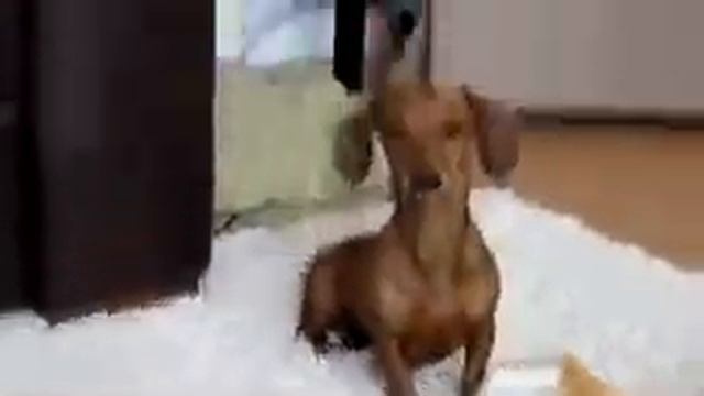 Собачья улыбка, просто улёт (прикол, смех обеспечен) смотреть онлайн