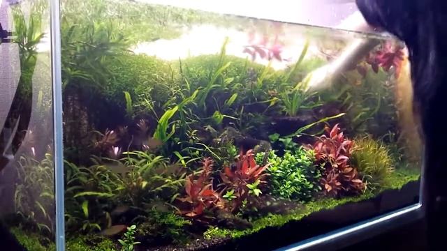 Стрижка травника на150л смотреть онлайн