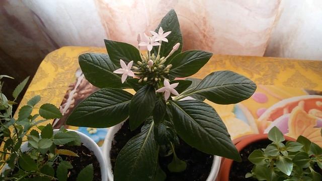 Комнатные растения из семян в июне. смотреть онлайн