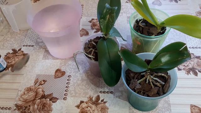 Водоросли в горшках Орхидеи Зелёный налёт И что нужно делать и как бороться Опасно ли... смотреть онлайн