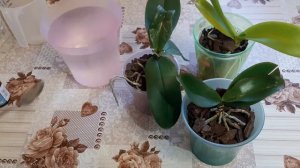 Водоросли в горшках Орхидеи Зелёный налёт  И что нужно делать и как бороться Опасно ли...