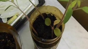 пеларгония на фитильном поливе: за и против