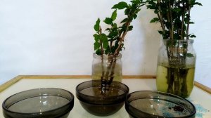 Размножение гибискуса семенами и черенками. Гибискус сирийский. Черенкование в воде.