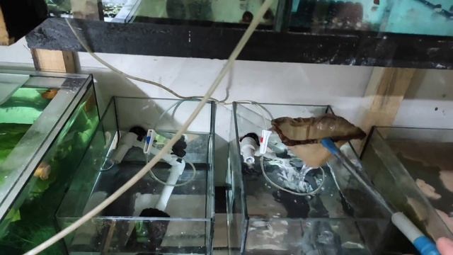 Утро на разводне аквариумных рыб... смотреть онлайн