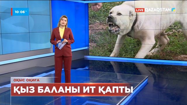 Алматы облысында бүлдіршінді Алабай тұқымдас ит қапты смотреть онлайн