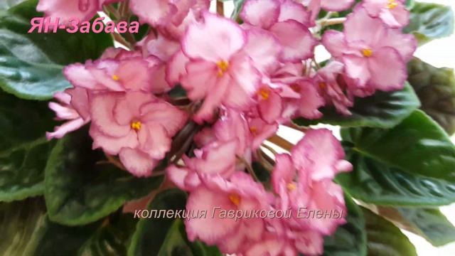 Фиалка ЯН-Забава смотреть онлайн