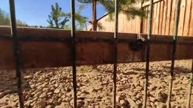 ?Вода для собачек в приюте? смотреть онлайн