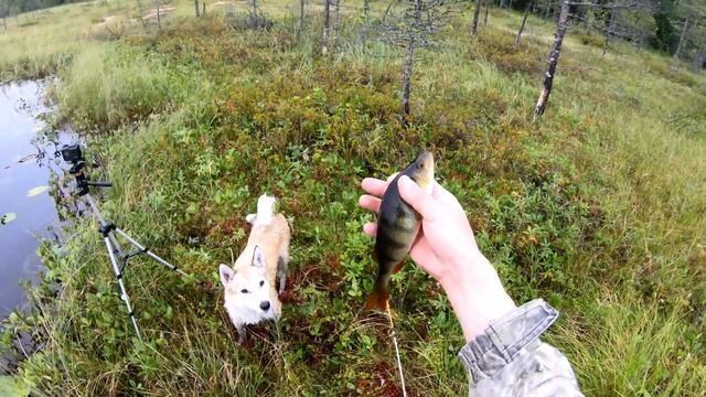 Экстремальный спуск на каракате. Рыбалка. Наловил крупной рыбы. Один в тайге.