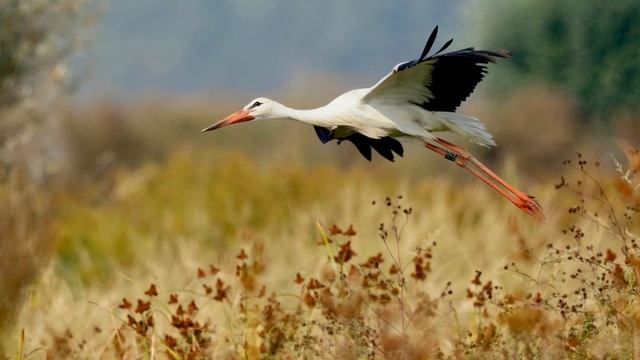 Mike Rowland. Fly On Silver Wings смотреть онлайн