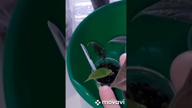 КОМНАТНЫЕ РАСТЕНИЯ(ЦВЕТЫ). смотреть онлайн
