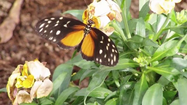 Schmetterlingsgarten in Grevenmacher смотреть онлайн