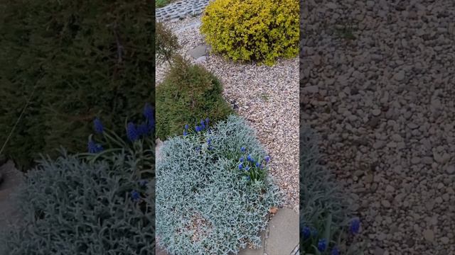 Конец апреля. Что цветёт в саду сегодня. 💐 смотреть онлайн