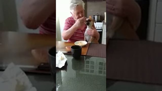 Чихуа хуа ест кашу с ложки) смотреть онлайн