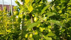 ТРЕТЬЯ ОБРАБОТКА ДИПЛОИДНОЙ СЛИВЫ