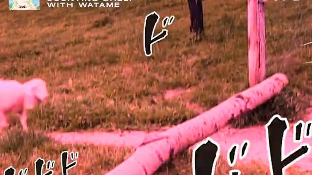Counting Sheep with Watame смотреть онлайн
