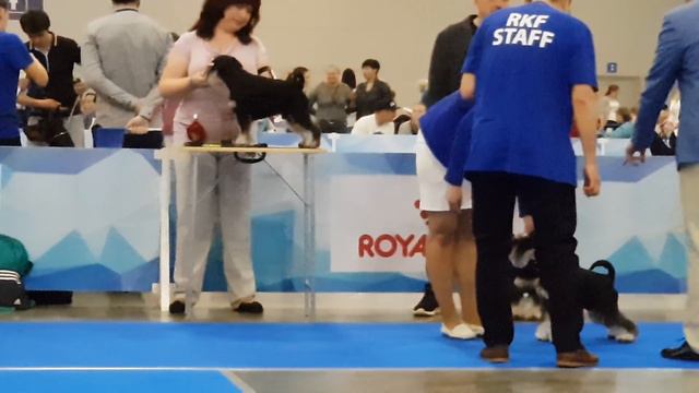 Евразия 2018. 6 мая. Класс кобели юниоры смотреть онлайн