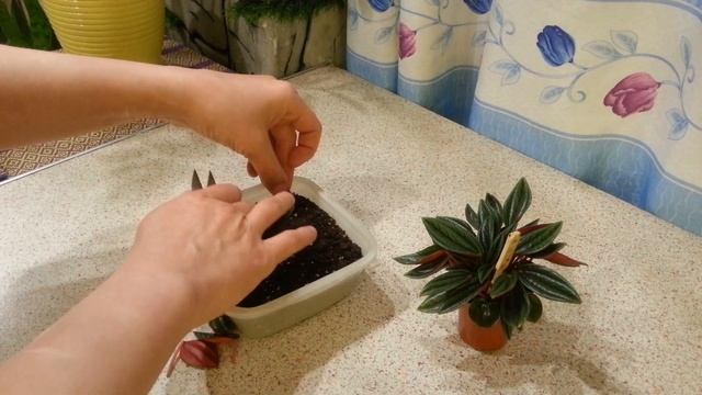 Пеперомии дома.Поперомия Россо. Peperomia Rosso.