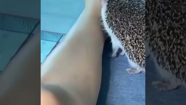 Опасный зверь смотреть онлайн