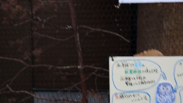 เด็กจิ๋วดูแพนด้าแดงหายาก ที่สวนสัตว์ Asahiyama Zoo (Hokkaido#24) смотреть онлайн