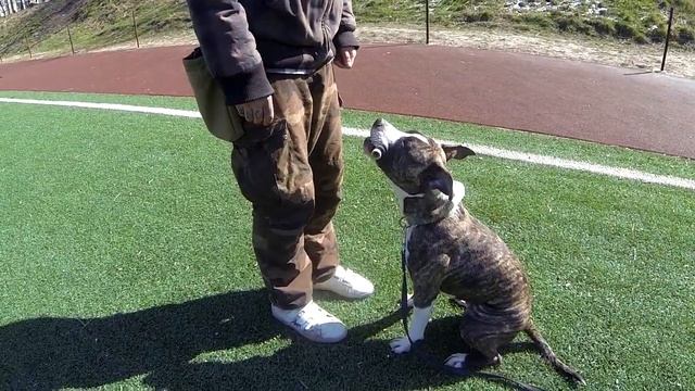 276. Дрессировка амстафа, навыки стафорда в 10 месяцев