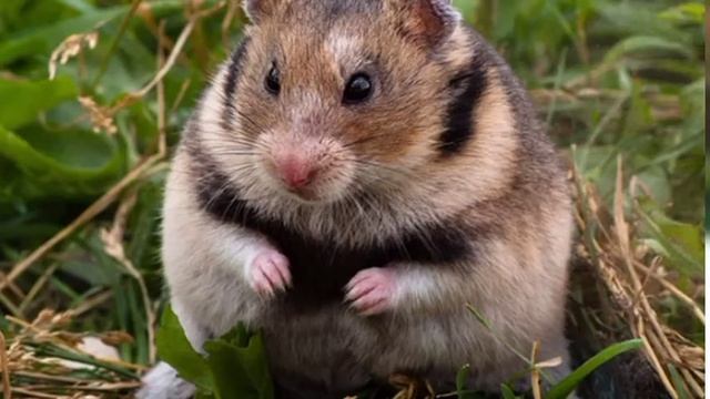 Могут ли жить два хомяка в одной клетке? ? Первое видео ? смотреть онлайн