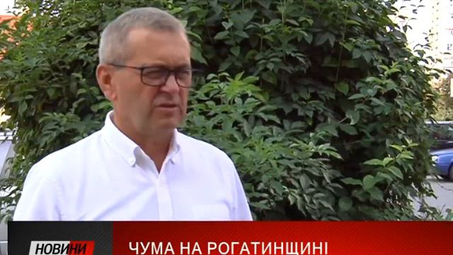 Африканську чуму свиней днями виявили на Рогатинщині смотреть онлайн