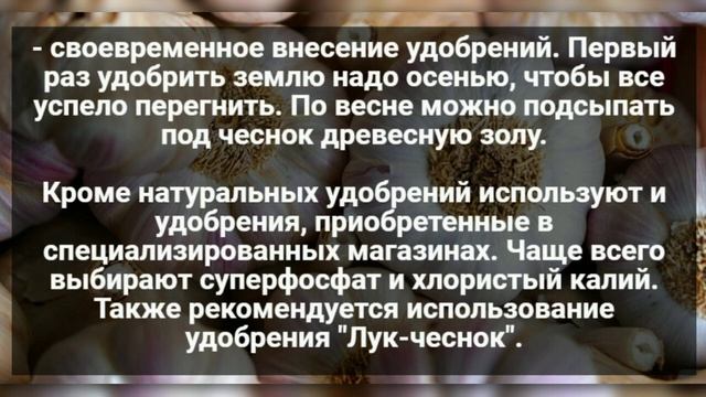 Советы, которые помогут вырастить огромный чеснок размером с яблоко смотреть онлайн