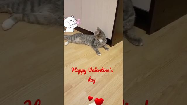 Кошка Бади поздравляет вас с днём святого Валентина 😻 💜❤ смотреть онлайн