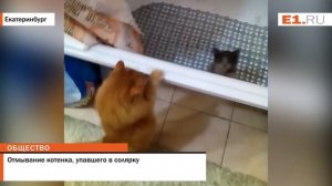 Отмывание котенка, упавшего в солярку