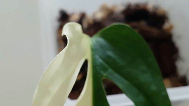 [핑크 스모크,몬스테라 무늬 아단소니,몬스테라 보르시지아나 알보 바리에가타]새로운 식물들 소개할게요. смотреть онлайн