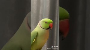 Говорящий ожереловый попугай Ричи