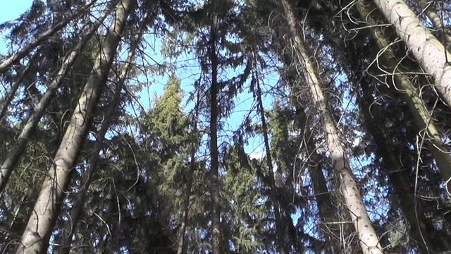 ЭКСКУРСИЯ по ЕЛОВОМУ ХОЛМУ в ПУЩЕ-ВОДИЦЕ (29.04.2020) смотреть онлайн