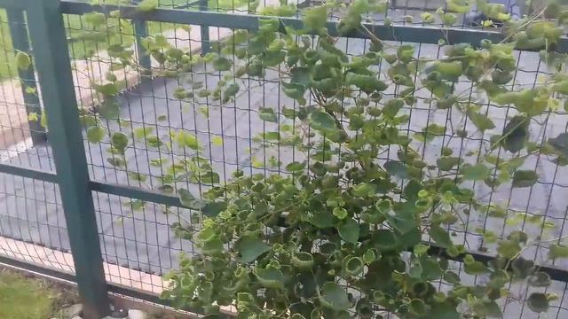 Как лечить виноград от этой болезни смотреть онлайн
